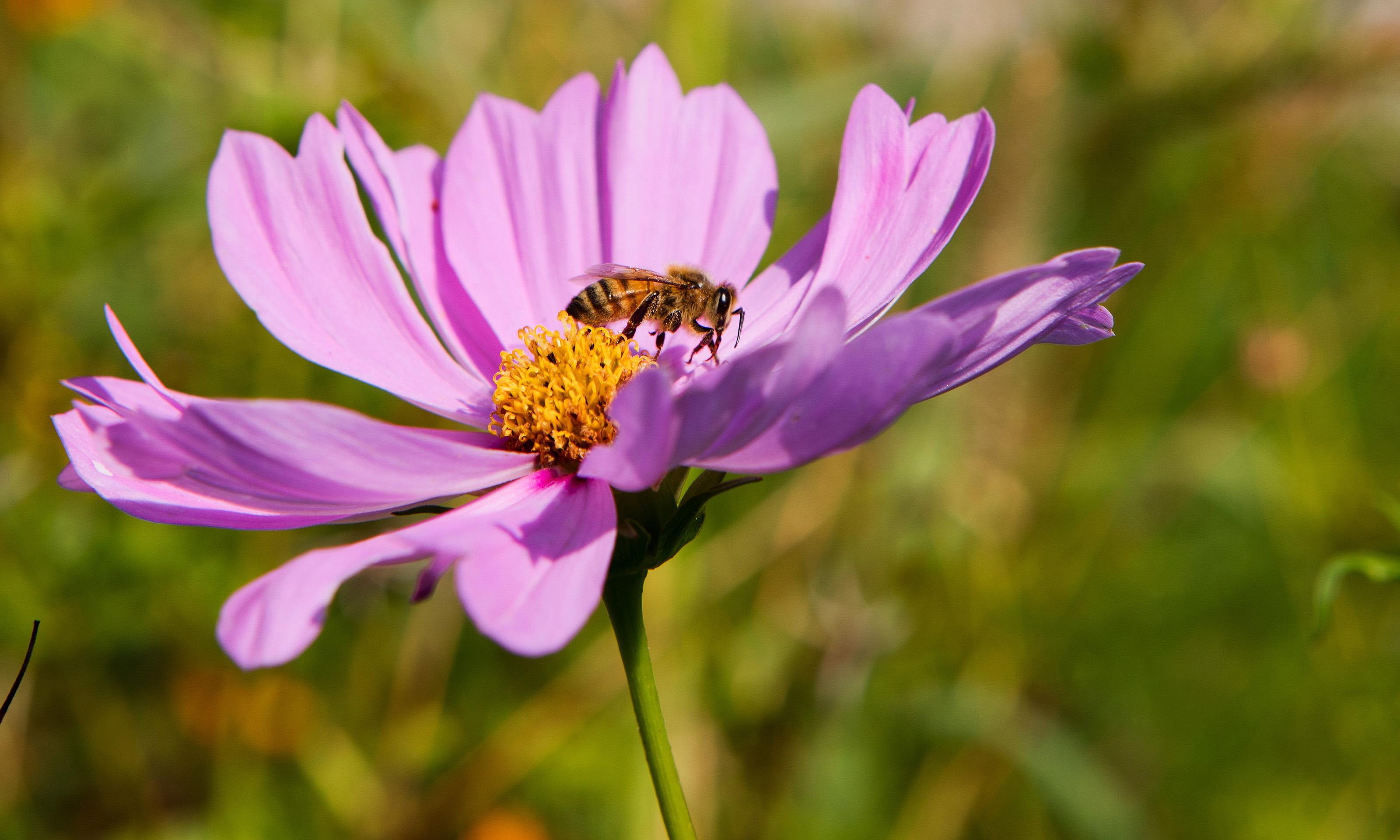 一朵花上的蜜蜂